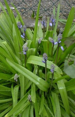 20040502_hyacinthoides_non-scripta.jpg