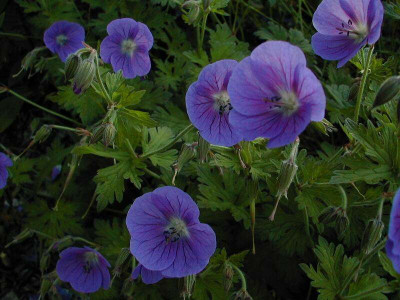 welchesGeranium.jpg