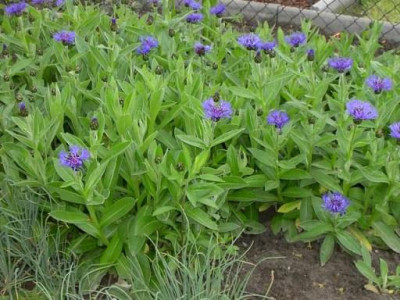 20040502_berg-flockenblume.jpg