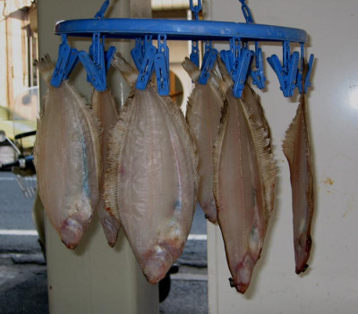 Fisch_F2.jpg