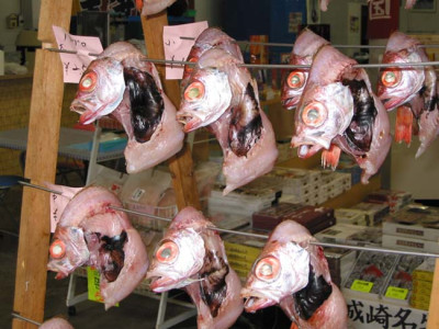 Fisch_F3.jpg
