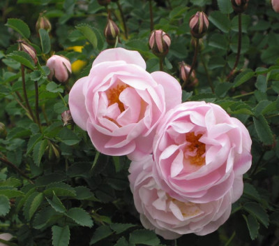 Rosa_pimpinellifolia_diminuta.jpg