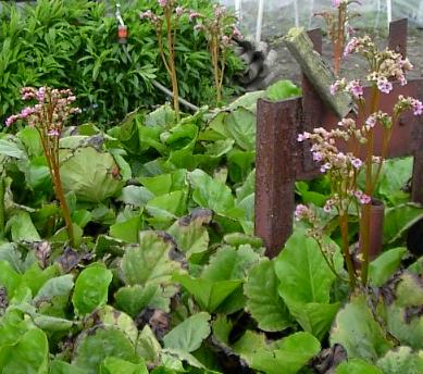 20040502_bergenia_rosa.jpg