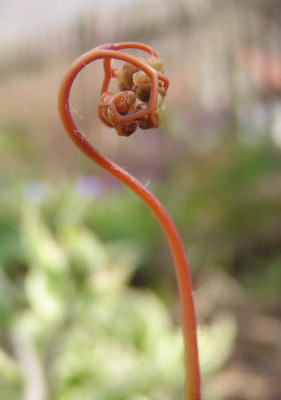adiantum_pedatum_01.jpg