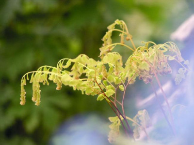 adiantum_pedatum_03.jpg