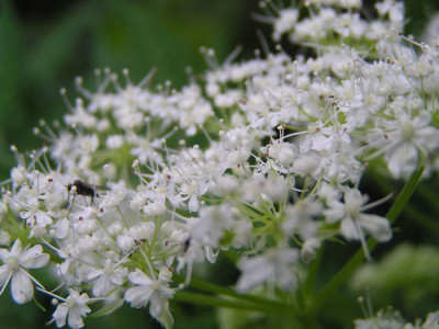 myrrhis_odorata.jpg