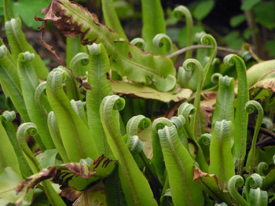 asplenium_scolopendrium_1.jpg