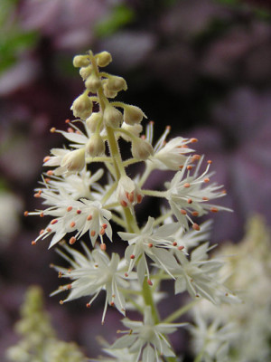 tiarella_cordifolia_moosgruen.jpg