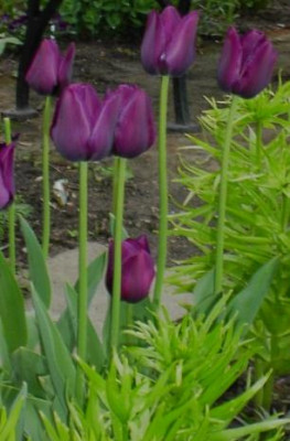 20040502_lila_tulpen_.jpg