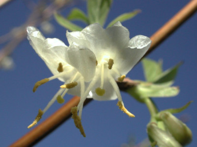 Lonicera_fragrantissima.jpg