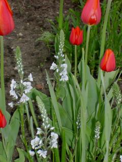 20040502_rote_tulpe_.jpg