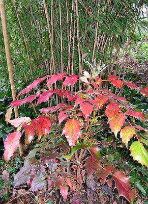 mahonia_bealei_Hivernant.JPG