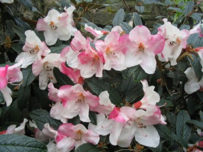 Rh._edgworthii.jpg