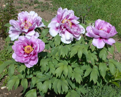 Shimane_Chojuraku_G_9536_80.jpg