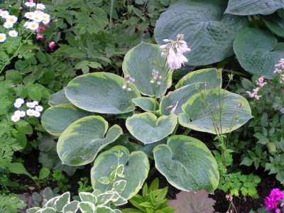 hosta.jpg