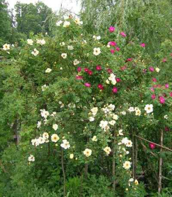 Rosenbusch_Aicha_u._gallica_Splendens.jpg