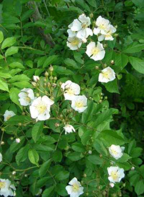 Rosa_multifl..jpg
