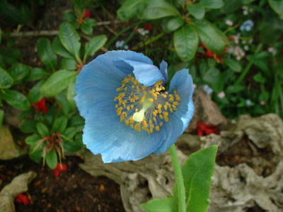 knorbs-mohn.JPG