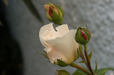 sombreuil_4548.jpg