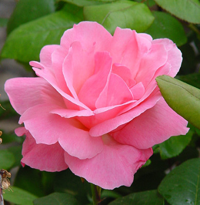 rose_nachbar.jpg