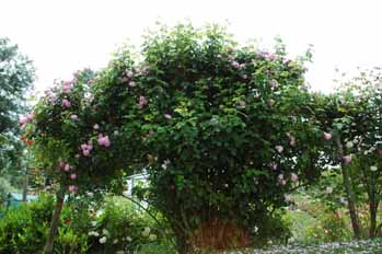 Mme_Sophie_Charlotte_by_AS_Habi.jpg