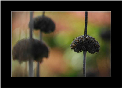 Phlomis_1_25-12-05.jpg