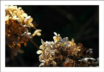Hortensie_Annabelle_1_25-12-05.jpg