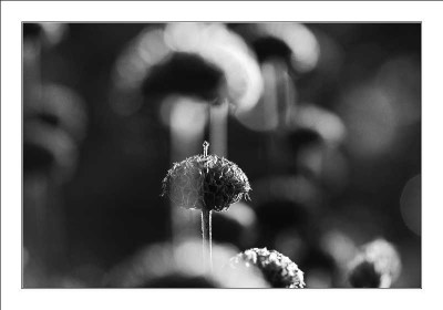 Phlomis_2_sw_25-12-05.jpg