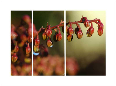 Pieris_1_25-12-05.jpg