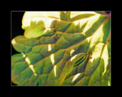 Geranium_Phaeum_1_25-12-05.jpg
