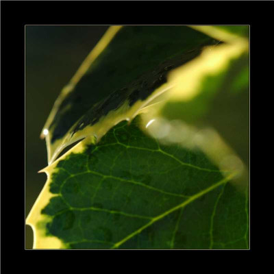 Ilex_Grun_1_25-12-05.jpg