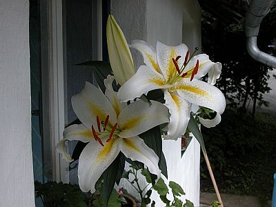 lilium_auratum.jpg