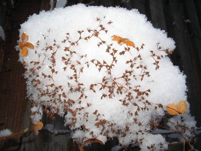 Schneehaube1.jpg