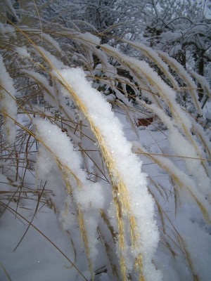 Schneegras.jpg