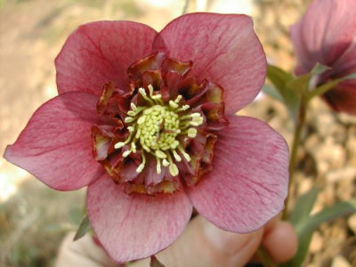 helleborus_anemonenblutig22.jpg