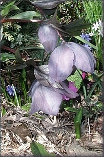 Helleborus_Ax.jpg
