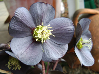 Imgp7913_1.jpg