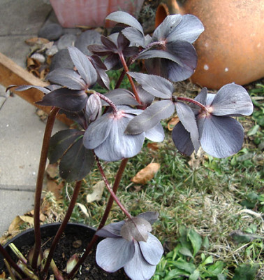 Imgp7911_1.jpg