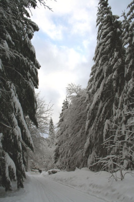 Bayerischer-Wald-2.jpg
