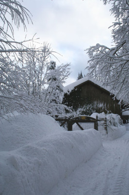 Bayerischer-Wald-3.jpg