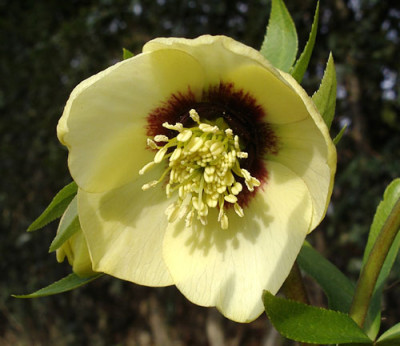 Imgp7803_1.jpg