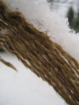 Miscanthus_schnee_.jpg