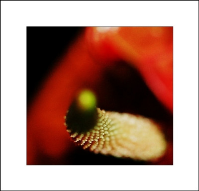 Anthurium_1_26-12-05.jpg