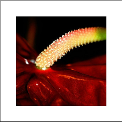 Anthurium_2_26-12-05.jpg