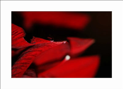 Amaryllis_1_26-12-05.jpg