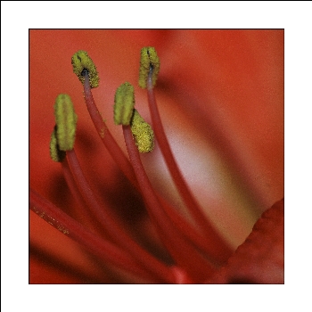 Amaryllis_2_26-12-05.jpg