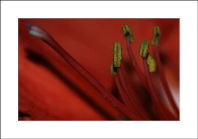 Amaryllis_3_26-12-05.jpg