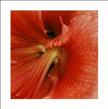Amaryllis_4_26-12-05.jpg