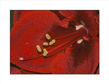 Amaryllis_5_26-12-05.jpg