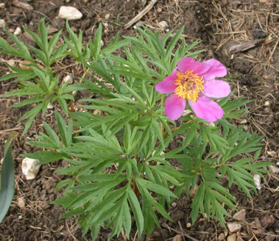 P.veitchii_R_9541_76.jpg